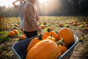 9th Oct 2022 - Annual Pumpkin Picking
