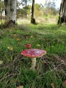 8th Oct 2022 - Fly Agaric