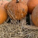 Pimply Pumpkin  by bellasmom
