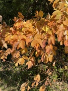 9th Oct 2022 - Beauty of autumn leaves