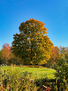 10th Oct 2022 - More Autumn Foliage