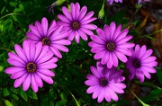 11th Oct 2022 - Lovely African Daisies ~ 