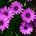 Lovely African Daisies ~  by happysnaps