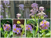 11th Oct 2022 - Bees —  Masters of Asters