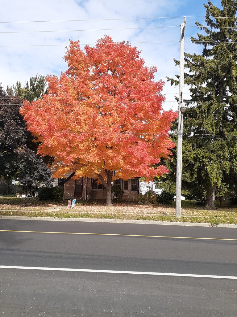 Autumn Tree by harrowjet