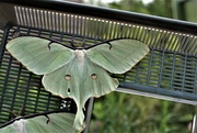 4th Sep 2022 - Day 247: The Last Two Luna Moths Hatched!