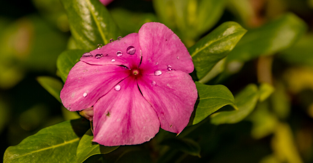 Flower and Water Drops! by rickster549