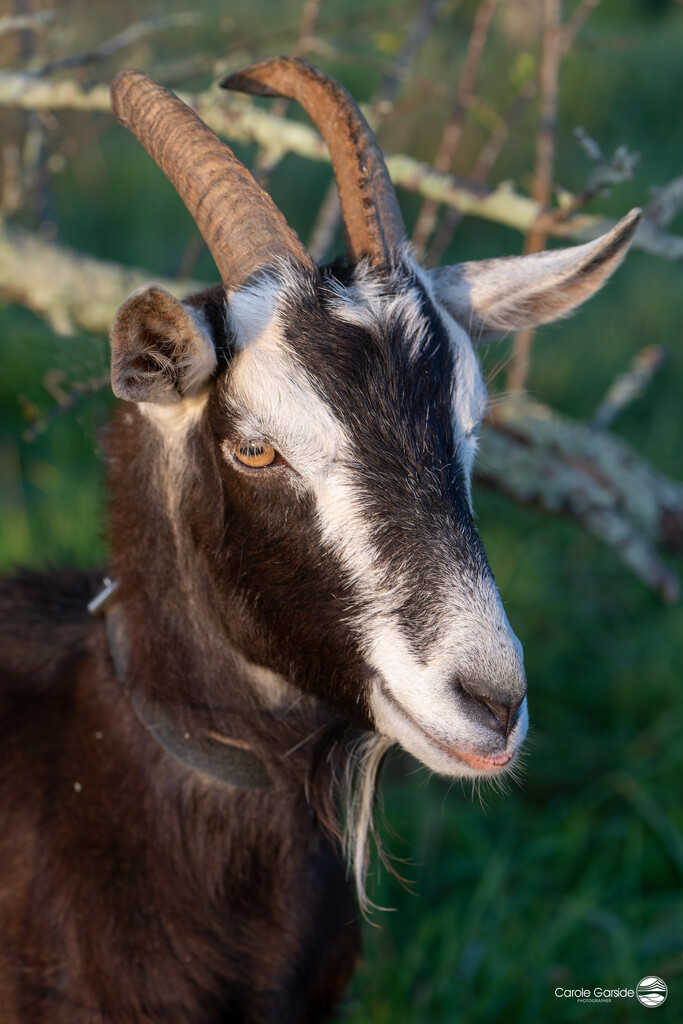 Billy Goat by yorkshirekiwi