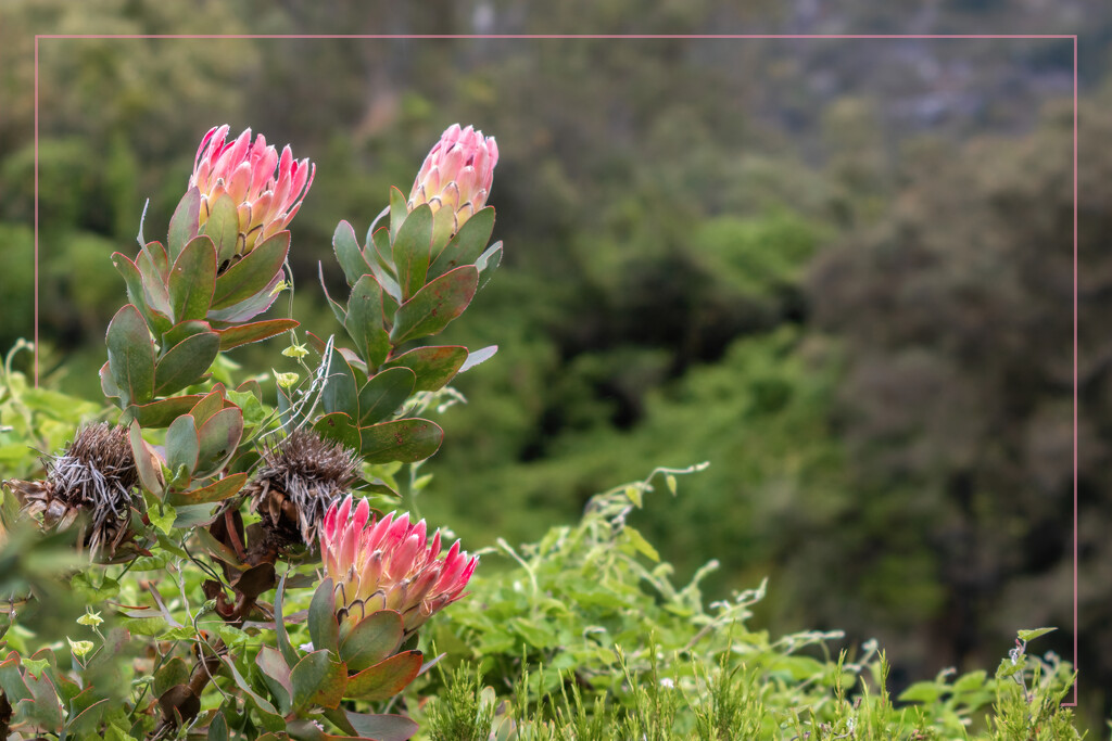Kirstenbosch  botanical gardens by ludwigsdiana