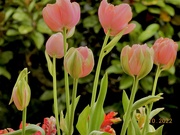 11th Oct 2022 - Tulips