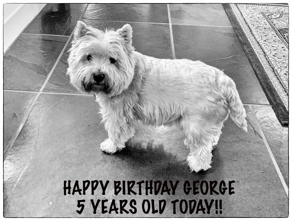 Happy birthday George by pamknowler