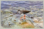 11th Oct 2022 - Redshank,Seahouses,Northumberland
