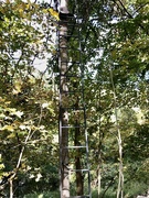 11th Oct 2022 - Tree Stand