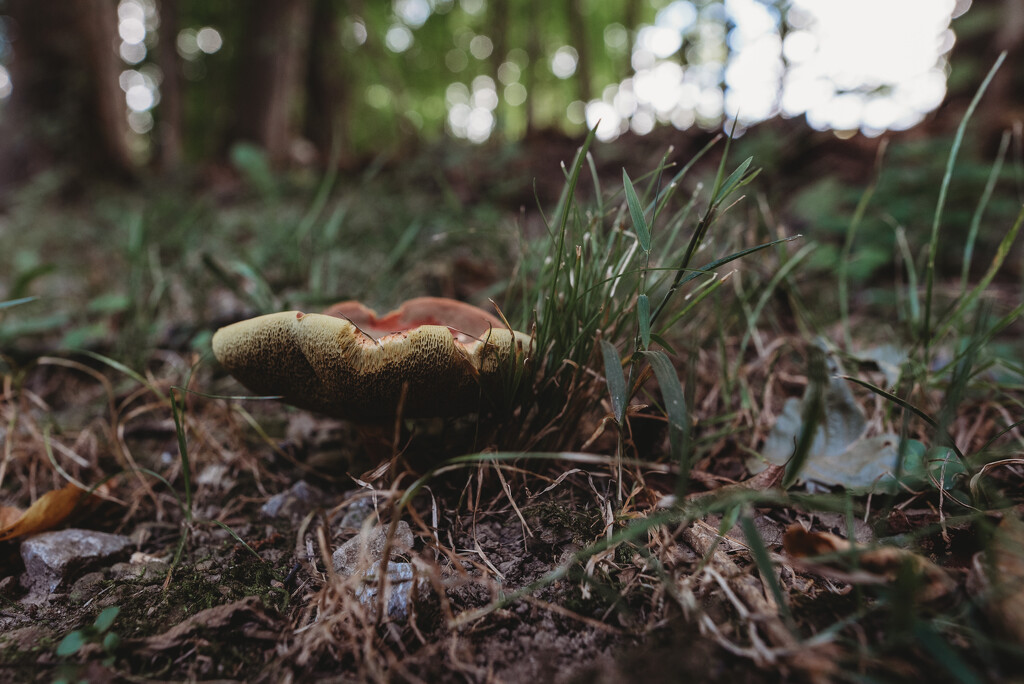 Neat Mushroom by mistyhammond