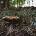 Neat Mushroom by mistyhammond