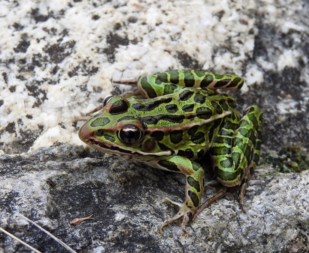 A Leopard Frog ... by sunnygreenwood