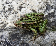 8th Sep 2022 - A Leopard Frog ...