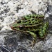 A Leopard Frog ... by sunnygreenwood