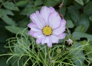 11th Oct 2022 - A frilly Cosmos