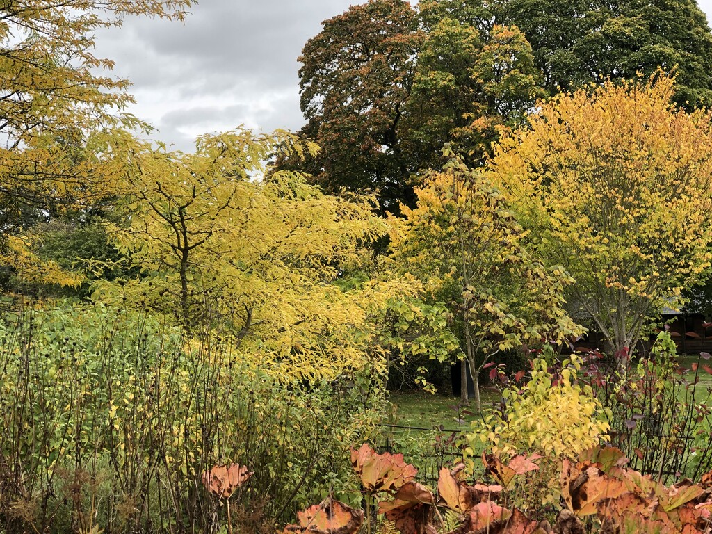 Autumn at Hergest Croft Gardens by susiemc