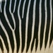 Zebra Flank by philm666
