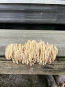 10th Jun 2022 - weird fungus growing on the camper steps