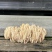 weird fungus growing on the camper steps by mistyhammond