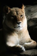 9th Oct 2022 - Lioness Portrait