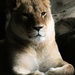 Lioness Portrait by randy23