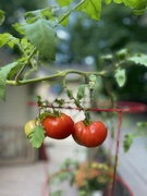 9th Sep 2022 - We grew tomatoes!