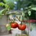 We grew tomatoes! by mistyhammond
