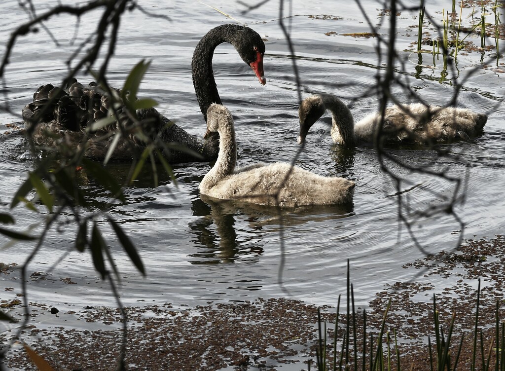 swans Nth Lakes by mirroroflife