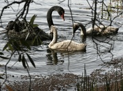 10th Oct 2022 - swans Nth Lakes