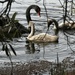 swans Nth Lakes by mirroroflife
