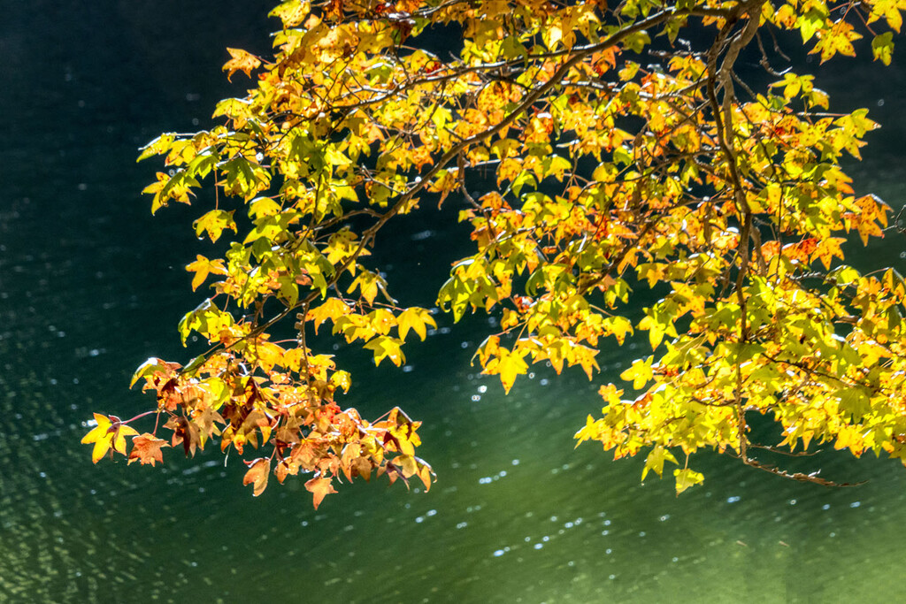 Leaves Over the Lake by kvphoto