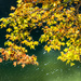 Leaves Over the Lake by kvphoto