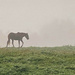 Horse in Fog by joansmor