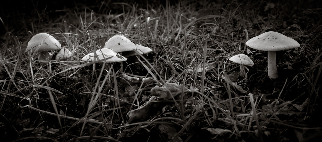Toadstools and fallen leaves... by vignouse