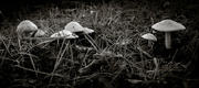 11th Oct 2022 - Toadstools and fallen leaves...