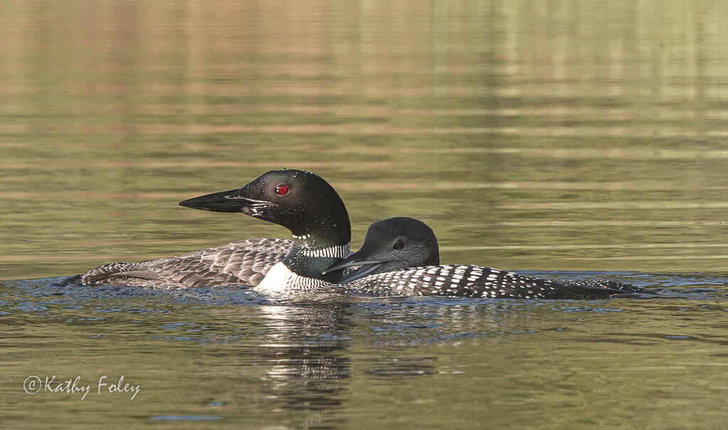 Loon and juvenile  by radiogirl