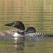 Loon and juvenile  by radiogirl