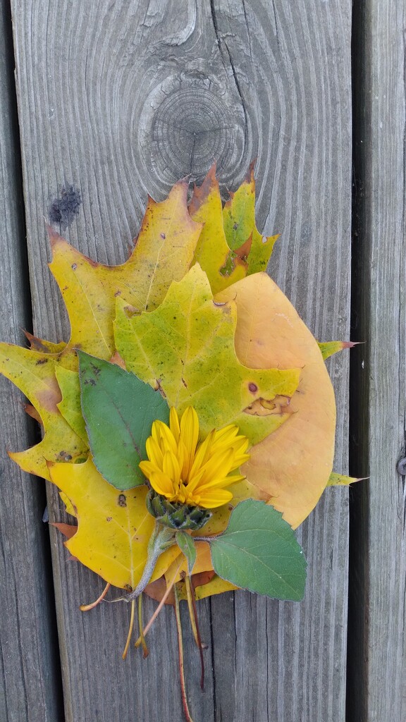 Fall Leaves & Last Sunflower  by julie