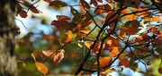 4th Oct 2022 - Day 277: Fall Foliage