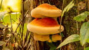 11th Oct 2022 - Tree Fungi!