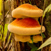 Tree Fungi! by rickster549