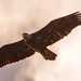 Juvenile Bald Eagle! by rickster549