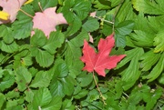 10th Oct 2022 - Mapple leaves in the green foliage