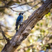 Lake Tabeaud Acorn Woodpecker by nicoleweg