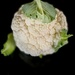 Our Cauliflower by maggiemae