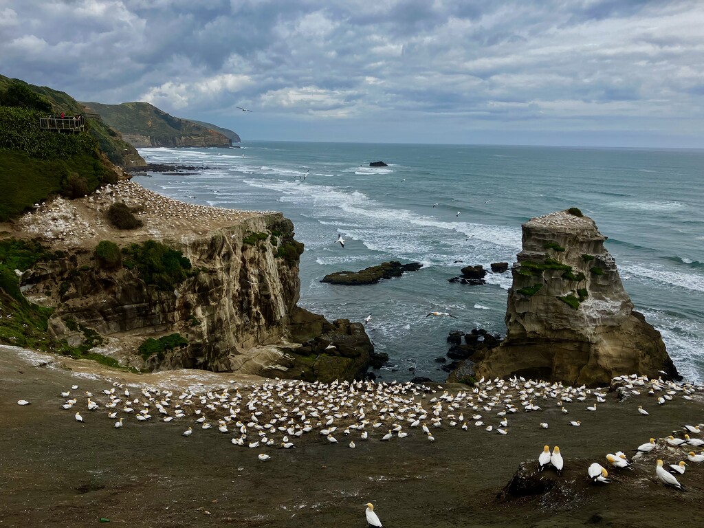 Gannets galore by dide